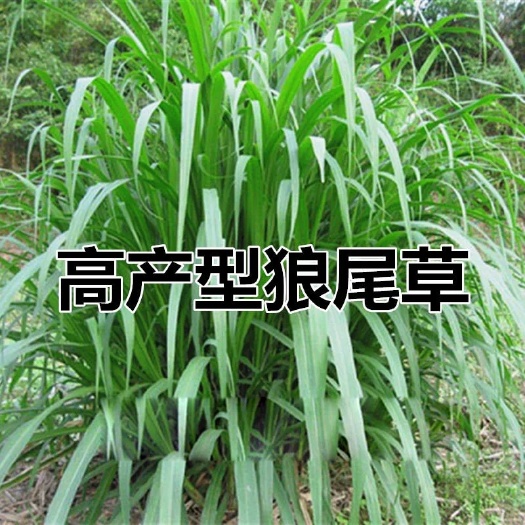 沭阳县狼尾草种子  牧草四季种子多年生养殖高产耐旱杂交尾草耐收割牛羊鱼兔草再生