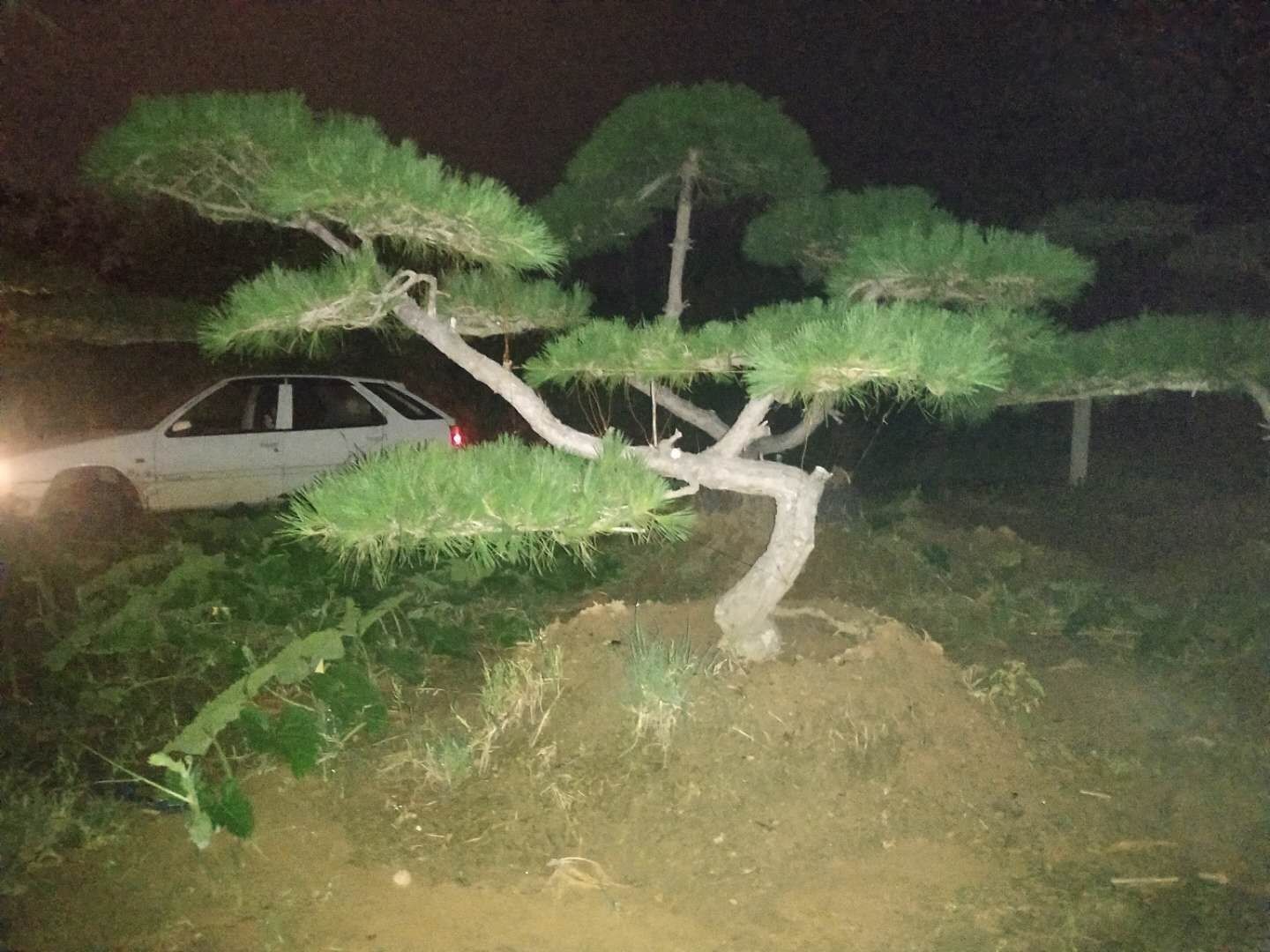  精品造型油松