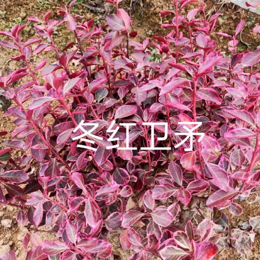 彩叶卫矛  卫矛。自产自销，专业培育优质扦插苗