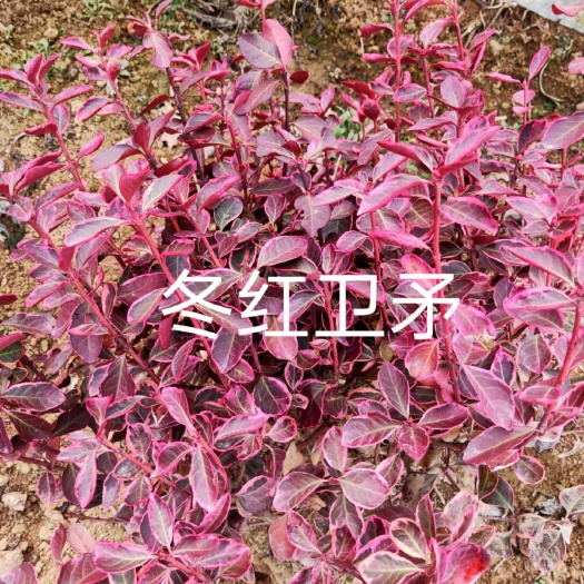 沂南县彩叶卫矛  卫矛。自产自销，专业培育优质扦插苗