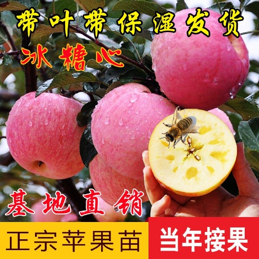 平邑县响富苹果苗  苹果树苗正宗寒富响富123苹果苗嫁接苗抗寒当年结果地栽矮化