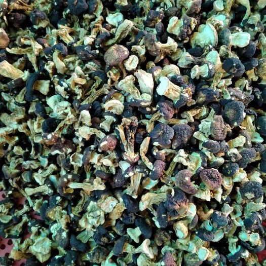 习水县赤松茸 干货 5cm-7cm 未开伞 人工种植 