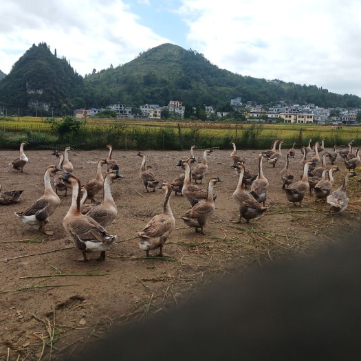 兴仁市黑脚合浦狮头鹅50只