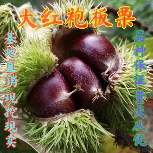 平邑县大红袍板栗苗  嫁接大红袍板栗树苗，南北方种植庭院种植，当年结果，盆栽地栽苗