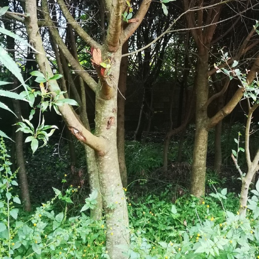 禄劝县球花石楠