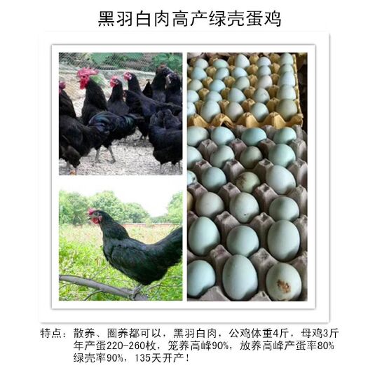 简阳市青脚土鸡苗 高产绿壳蛋鸡  绿壳率高  耐粗养  适合散养  厂价直销