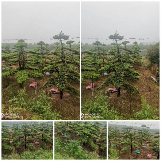 浏阳市造型罗汉松