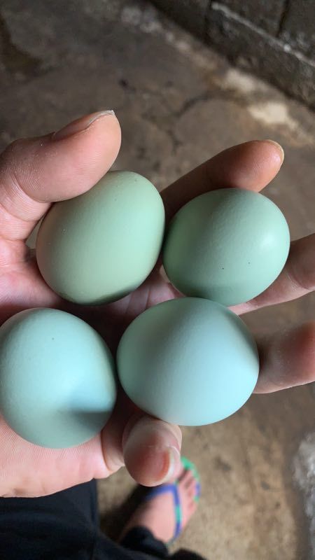 绿壳蛋  绿壳鸡蛋