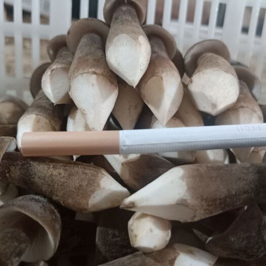 鱼台县 本店是黑皮鸡枞菌的生产基地，专业种植，四级有货，