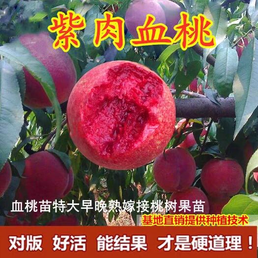 平邑县血桃苗  新品种中华紫肉血桃树苗嫁接苗适宜南北方种植当年结果包死苗补发