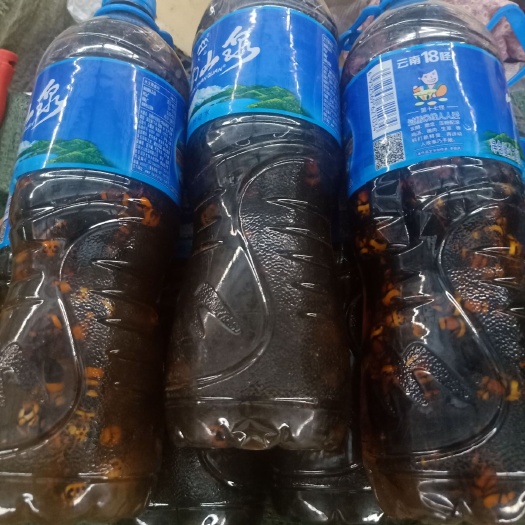 云南普洱胡蜂、马蜂泡酒