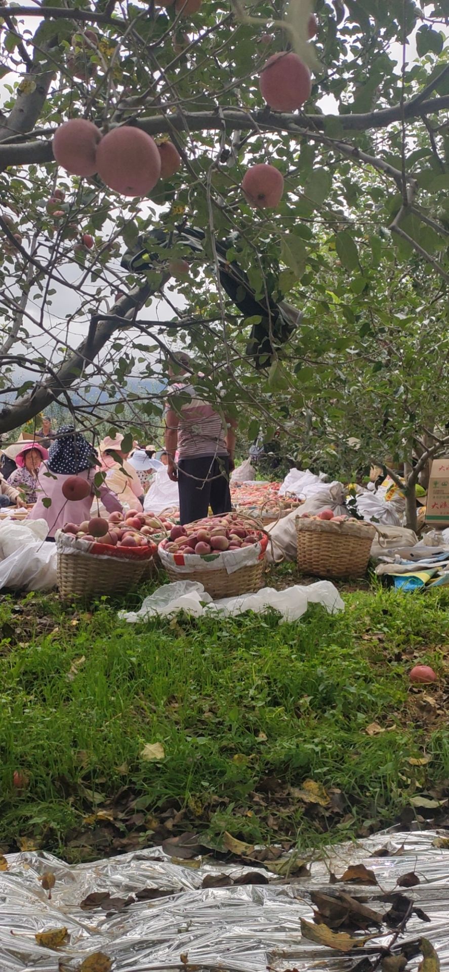 盐源苹果 大凉山盐源糖心丑苹果，可长期供应
