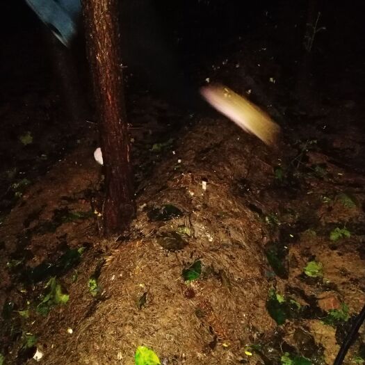 绥阳县 赤松茸