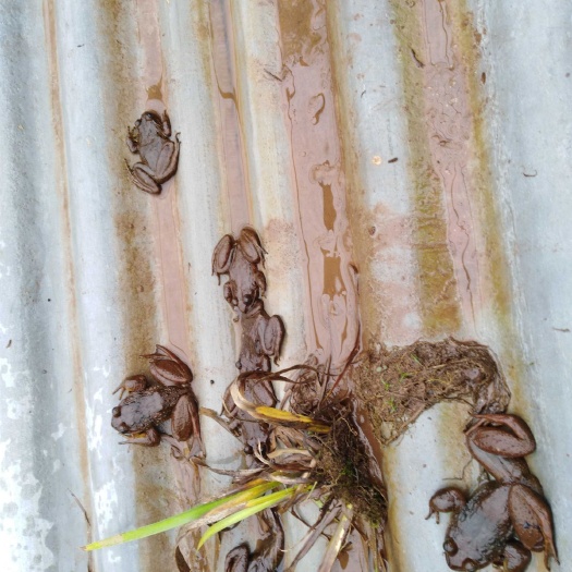 重庆市石蛙苗  石蛙蝌蚪  石蛙，蝌蚪，幼蛙，种蛙出售