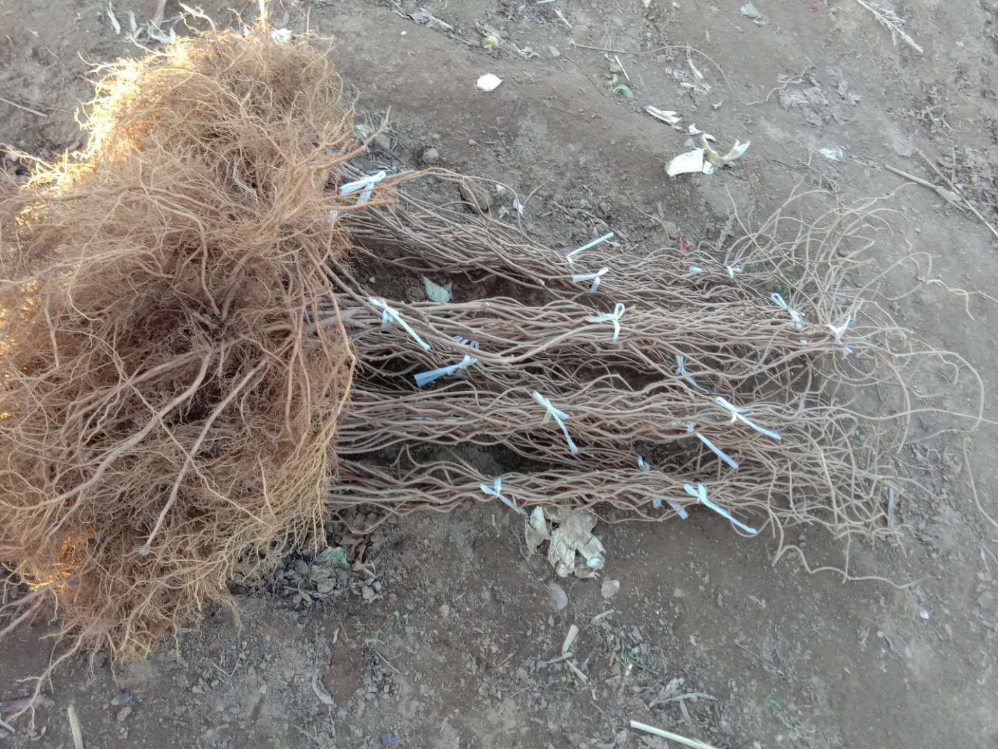 软枣猕猴桃苗  软枣子苗龙城2号扦插苗大苗吉林基地直发