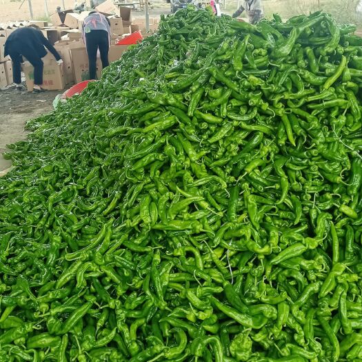 夏邑县薄皮椒 河南省商丘夏邑301鲜辣椒，线椒青条，黑条，，螺丝椒