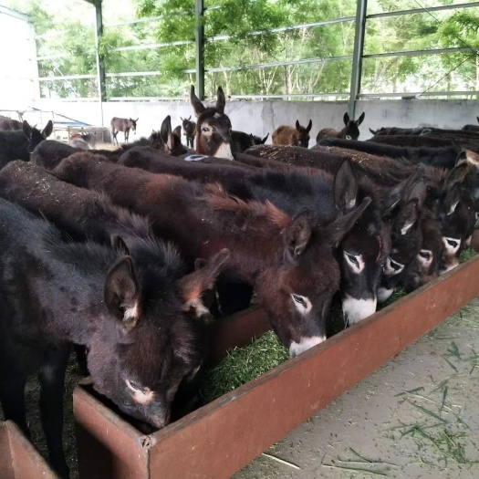 常德毛驴  驴关中驴德州驴改良肉馿苗子种驴出售包技术包回收免费送