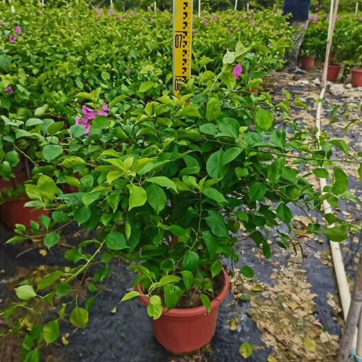 漳浦县紫花三角梅 1.0~1.5米 