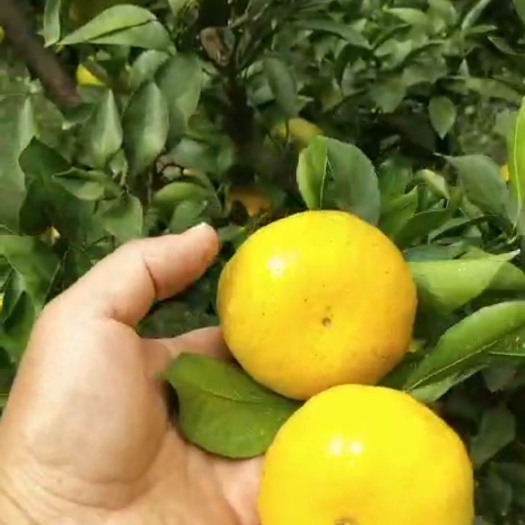 芷江县蜜桔  芷江县，普早密桔上市了，皮溥，口感甜，味道如蜜，肉化渣，