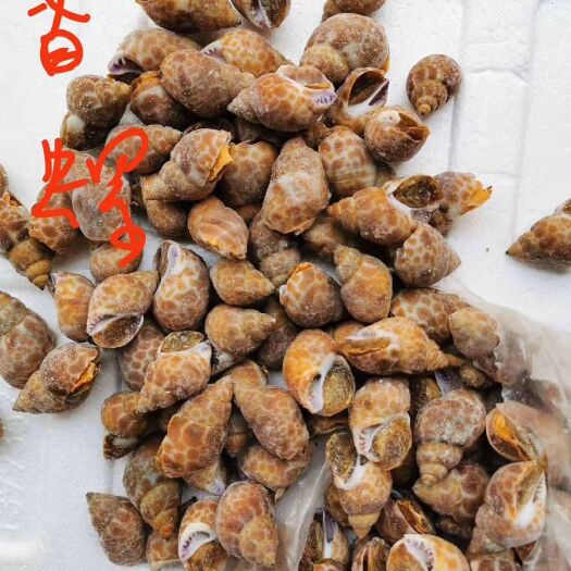 香螺 