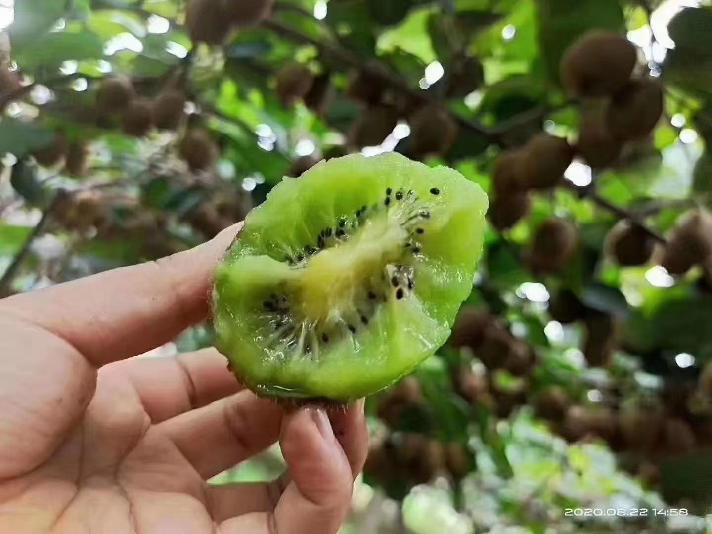  陕西眉县徐香猕猴桃酸甜刚刚好