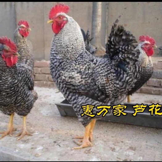 大种黑芦花鸡苗 金芦花鸡苗 白芦花鸡苗 运输包存·活