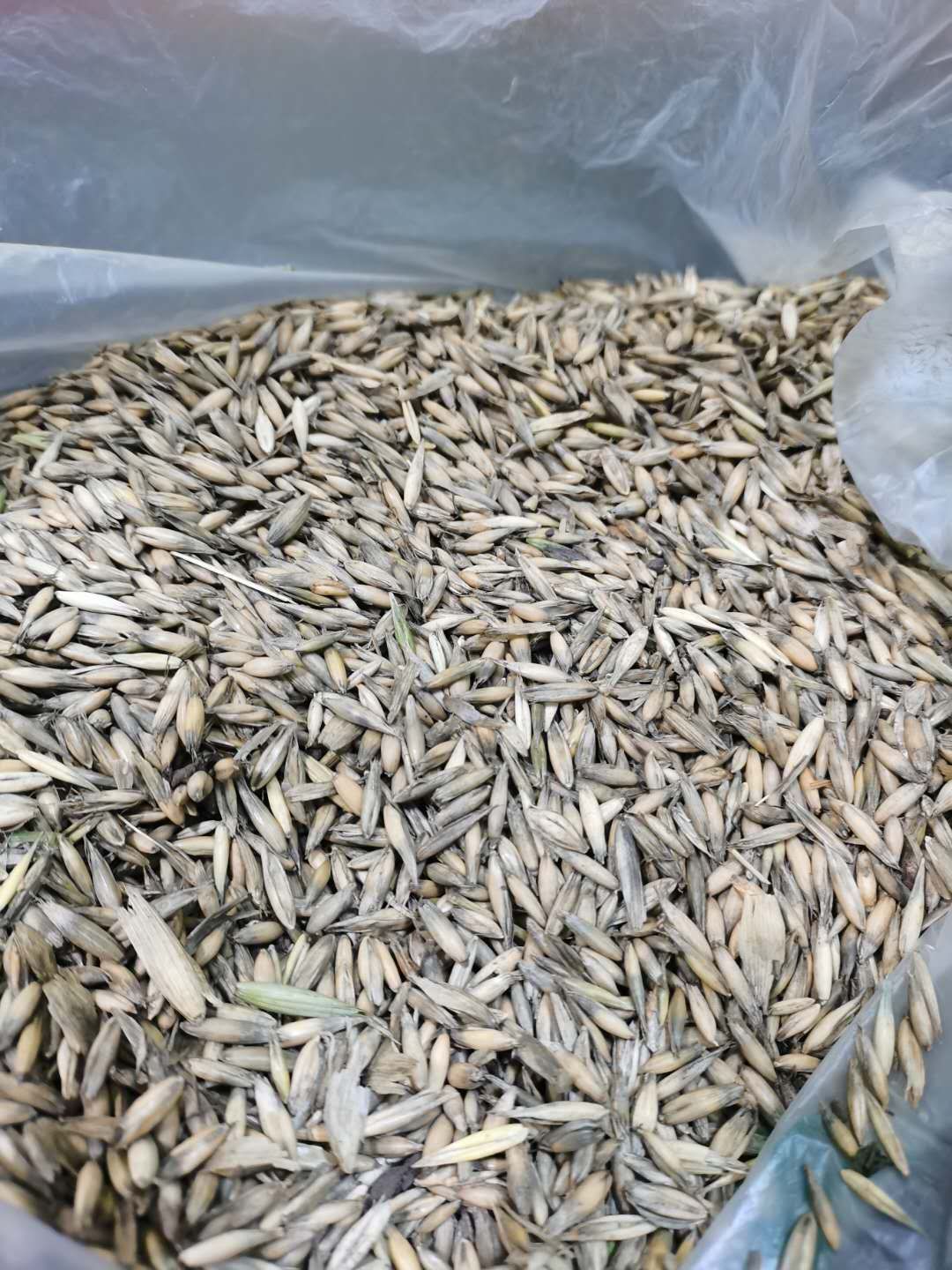 皮燕麦  燕麦