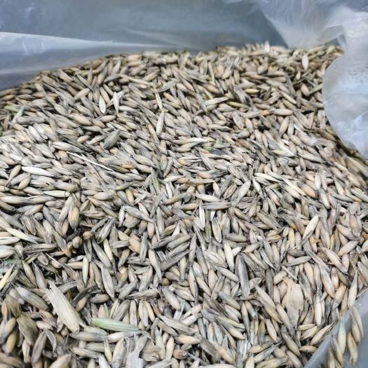 牙克石市皮燕麦  燕麦