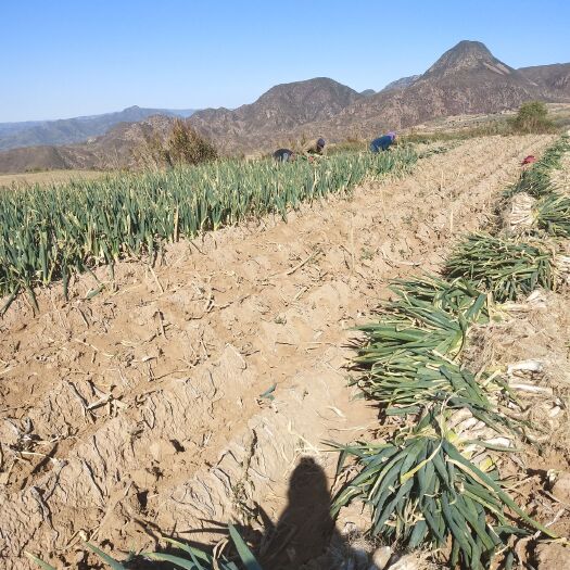 张家口长白大葱 旱地大葱，长白，粗度3-5厘米，需要联系！全是批发价格，自己