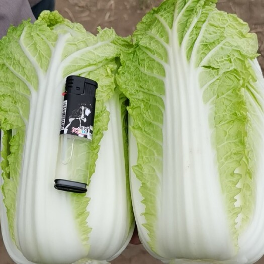 固原 黄心娃娃菜大量上市中！