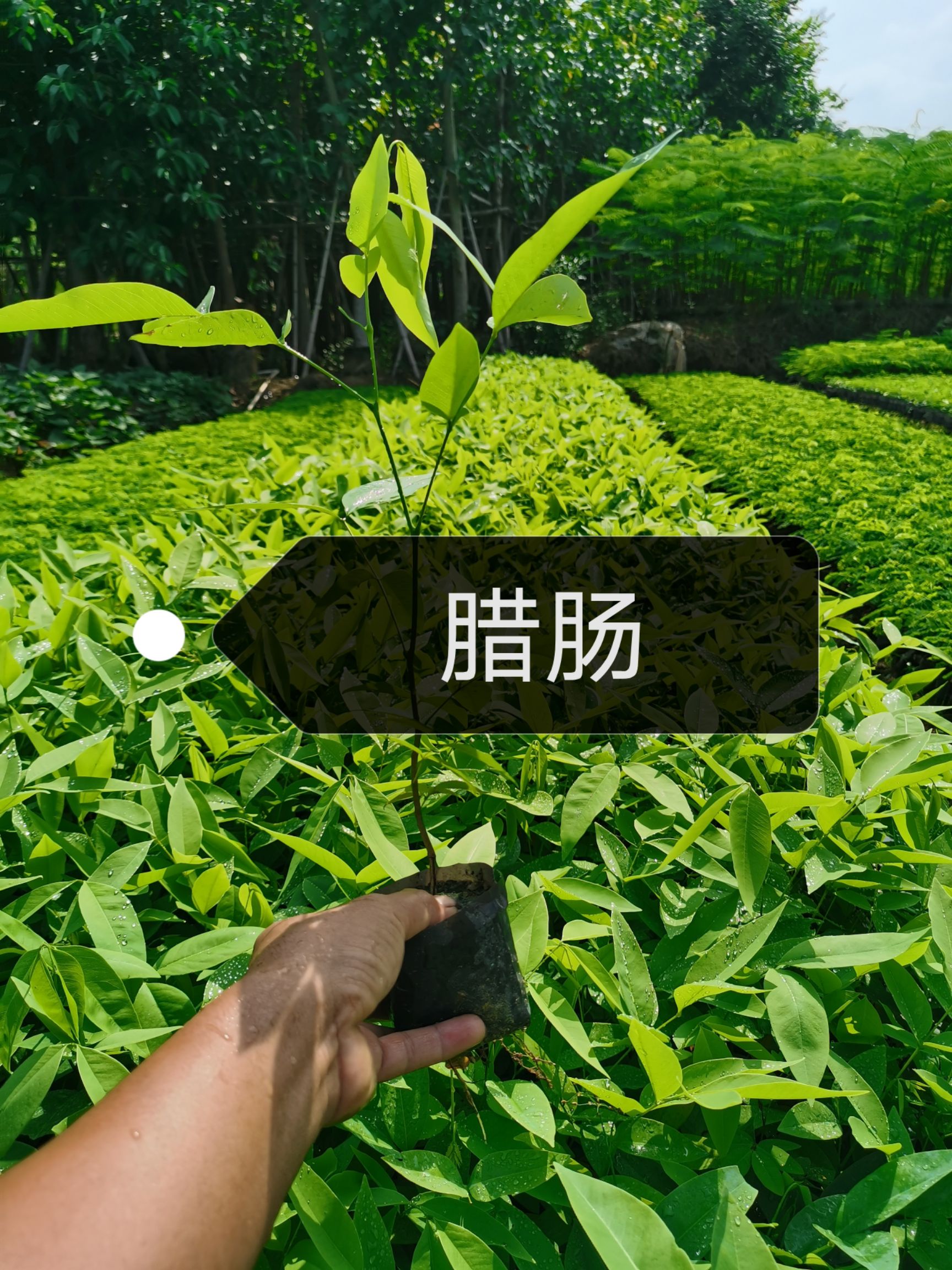 揭阳腊肠树  杯苗25高至50高