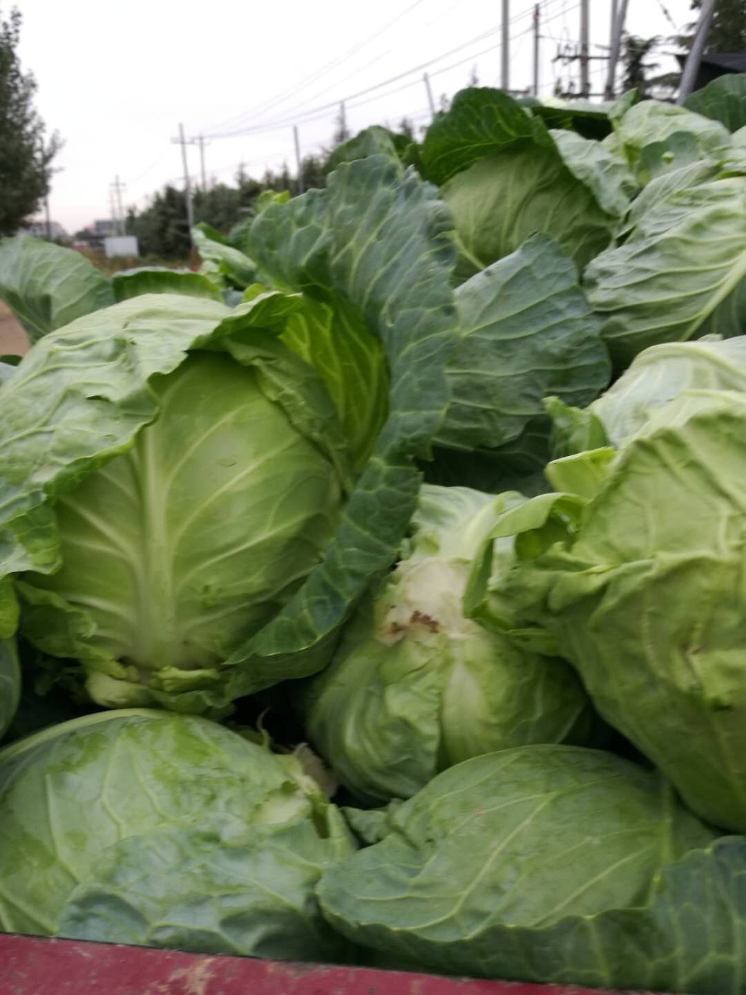 圆包菜  包菜，有绿色包菜，圆包，优质量大，产地直销，欢迎各地客商订购