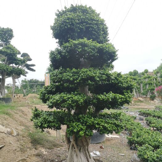 漳浦县小叶榕 