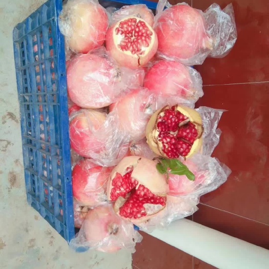 西安临潼石榴  自家果园种植的石榴，无公害，口感细腻，营养丰富，味美价廉
