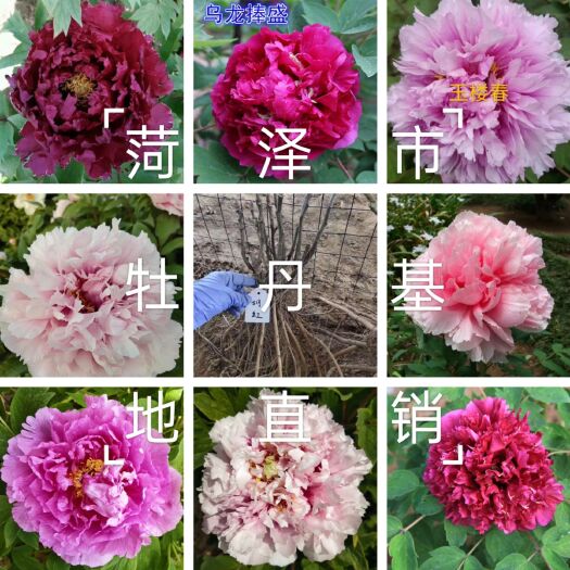 菏泽牡丹苗  牡丹嫁接苗，观赏牡丹嫁接苗，牡丹接穗，观赏牡丹枝条，多层花