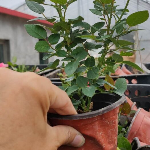 青州市青州微型玫瑰种植基地，基地批发，价格