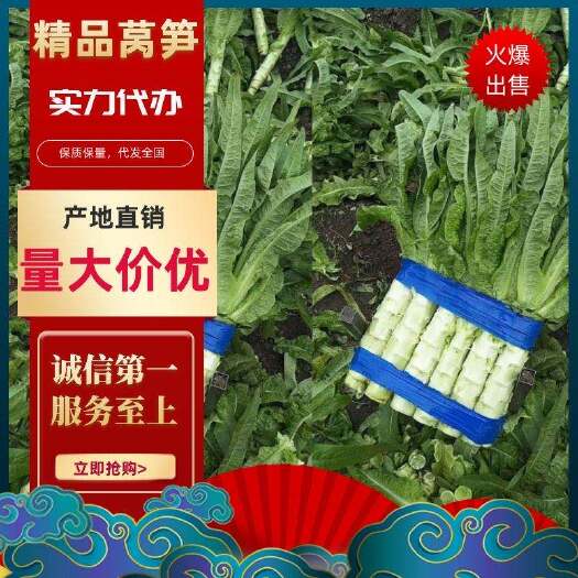 兰陵县红尖叶莴苣，圆叶莴笋，青皮青肉，场地加工，代发全国