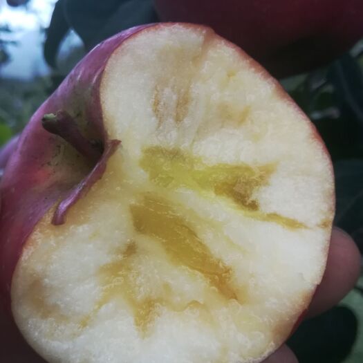 昭通冰糖心苹果 糖心苹果