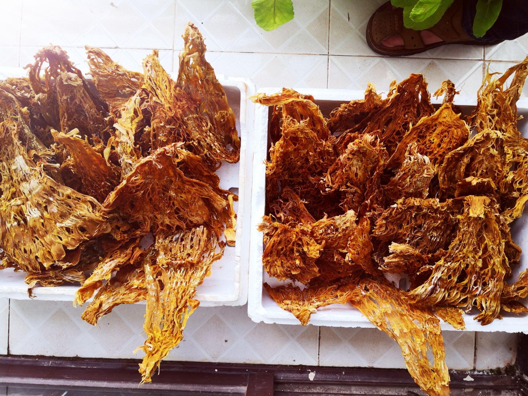 云南普洱山苦筍，筍干