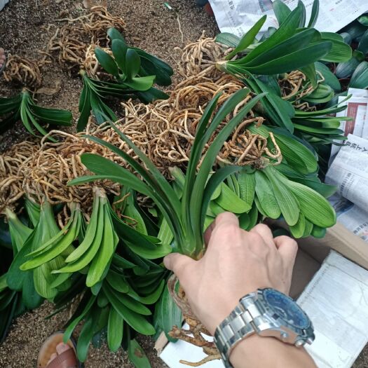 漳平市君子兰盆栽  君子兰