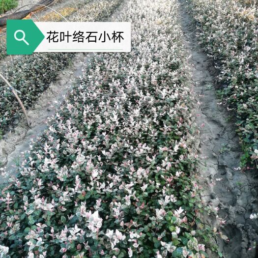 常州自产自销花叶络石，金叶络石用于，阳台，庭院，花境，工程绿花，