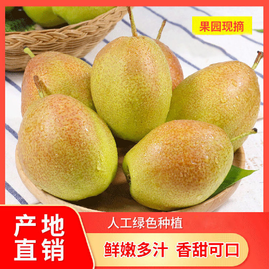 鲁山县红香酥梨现摘现发精品梨脆甜香梨批发整箱鲁山五里岭梨包邮