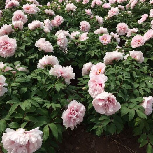 菏泽三年苗观赏牡丹，品种繁多