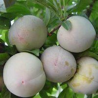 渭南味帝李子苗  杏李树苗（牙苗）