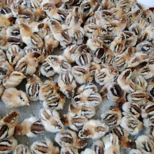 衡阳青脚土鸡苗  青脚土鸡脱温苗