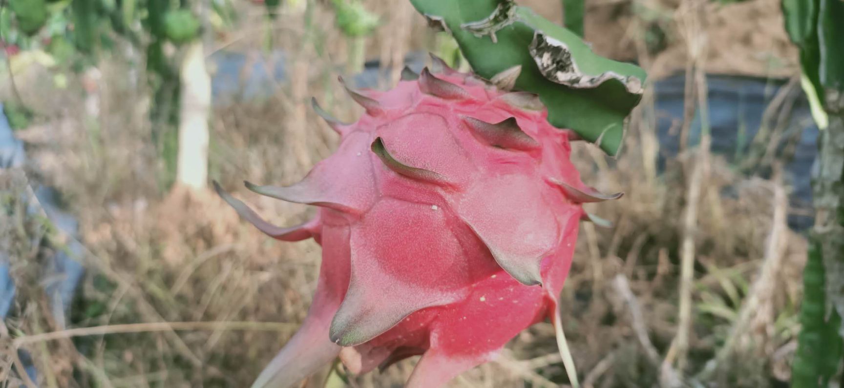 金都一号火龙果苗  金都一号