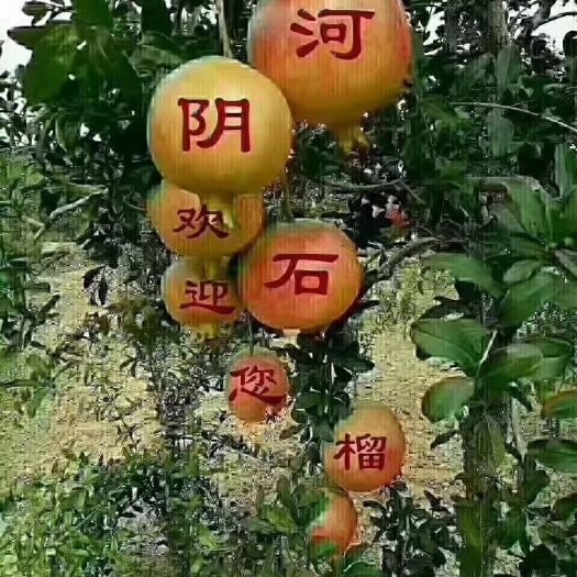 荥阳市$突尼斯软籽石榴$