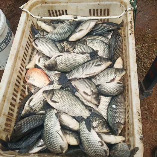 宜丰县白鲫  本地大小水库大小土鲫鱼，质量皮毛好
