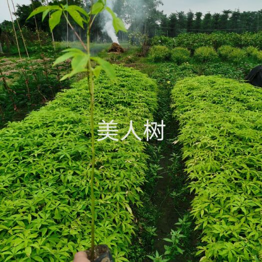 揭阳美丽木棉 20------50高。杯苗