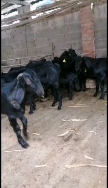 杜泊绵羊养殖场，怀孕母羊，二胎怀孕母羊，买十只免费送铡草机一